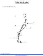 Label the hind limb of a dog worksheet pdf