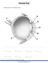 The human eye diagram pdf sheet