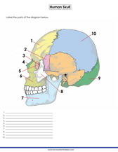 The human skull. Learn how to label the different parts.