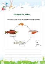 Life cycle of a chicken diagram worksheet