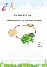 Life cycle of a frog worksheet