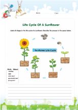 Life cycle of a sunflower worksheet