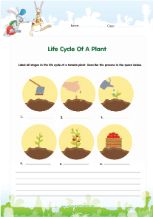 Life cycle of a tomato worksheet diagram