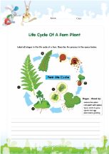 Life cycle of a fern worksheet