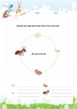 Ant life cycle worksheet pdf