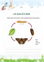 Life cycle of a moth worksheet pdf