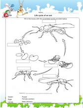ant life cycle worksheet
