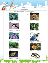 Plants and animals worksheet