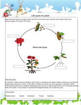 life cycle of a plant worksheet pdf