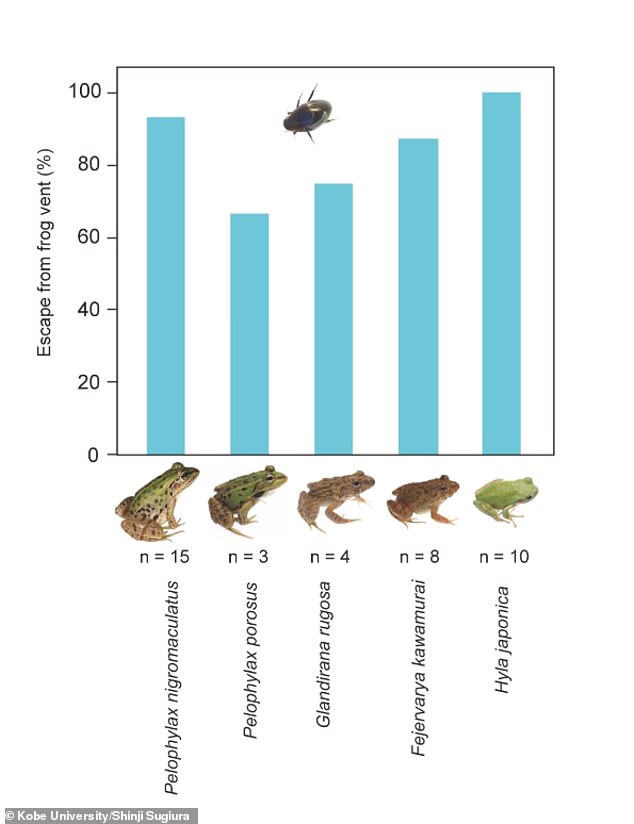 Success rates of the escape of Regimbartia attenuata from five frog species. From left, black-spotted frog (Pelophylax nigromaculatus), Daruma pond frog (Pelophylax porosus), Japanese wrinkled frog (Glandirana rugosa), Japanese rice frog (Fejervarya kawamurai) and the Japanese tree frog (Hyla japonica)