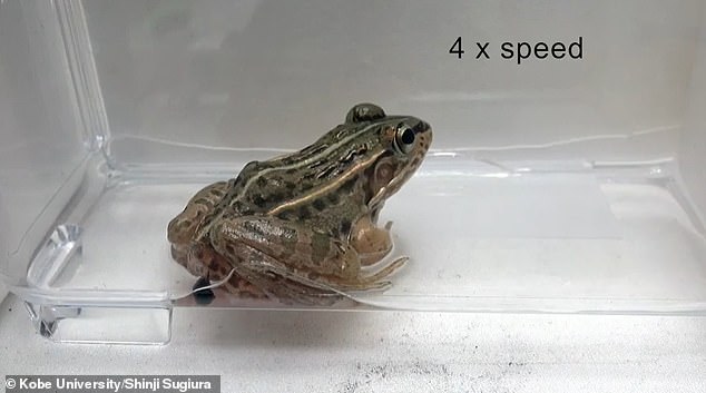 I just ate you! Out of 15 experiments with the Regimbartia attenuata beetle species, 14 escaped from the frog