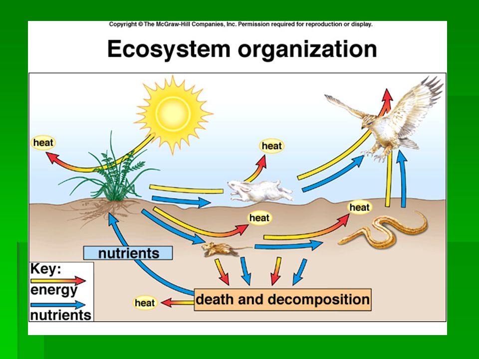 Ecosystem  All the organisms living in an area and the nonliving features of their environment