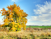 Golden autumn in Voronezh oblast
