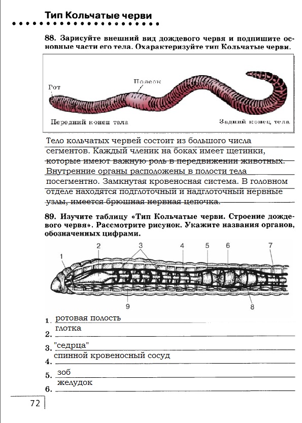 Работая в группах рассмотрите рисунок 184